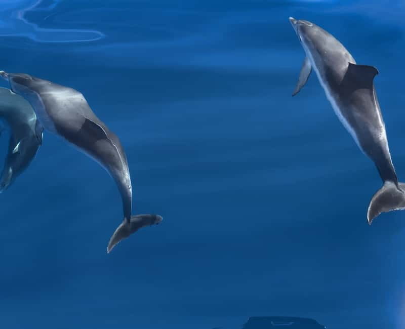 Costa Calma: Fuerteventura Dolphin Watching Boat Tour - Costa Calma: Fuerteventura Dolphin Watching Boat Tour – A Genuine Look