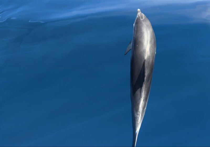 Costa Calma: Fuerteventura Dolphin Watching Boat Tour - FAQ