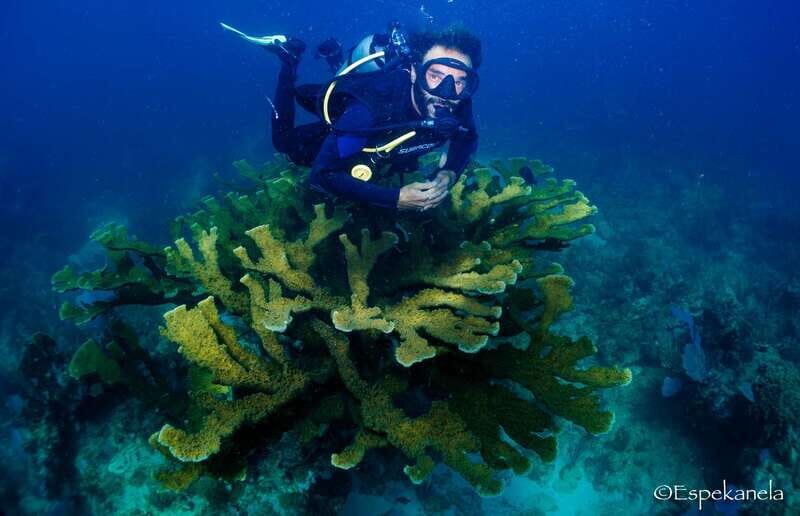 Costa Maya: Discover Scuba Diving Reef Experience - Who Will Love This Experience?