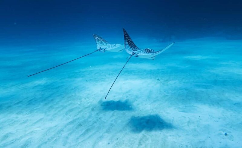 Costa Maya: Discover Scuba Diving Reef Experience - Frequently Asked Questions