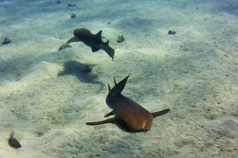 Costa Maya: Discover Scuba Diving Reef Experience - Final Thoughts