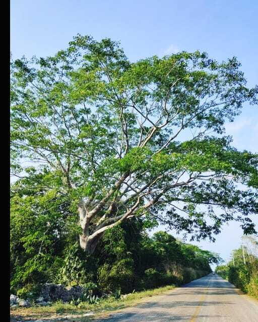 Costa Maya: Mayan ruins and jungle - Reliability and Flexibility