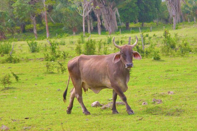 Costa Maya Shore Excursion: Chacchoben Small Group Tour with Food & Drinks - An In-Depth Look at the Tour Experience