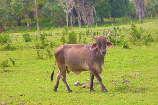 Costa Maya Shore Excursion: Chacchoben Small Group Tour with Food & Drinks - Who Should Consider This Tour?