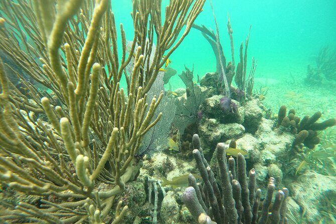 Costa Maya, snorkeling on the reef with fish, looking for turtles - Key Points