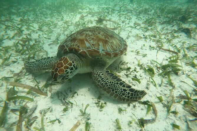 Costa Maya, snorkeling on the reef with fish, looking for turtles - The Actual Snorkeling Experience: What You Can Expect