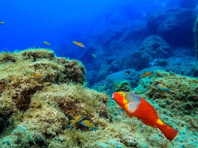 Costa Teguise: Guided 2-hour Snorkeling Tour for all levels - The Experience Through the Eyes of Past Participants