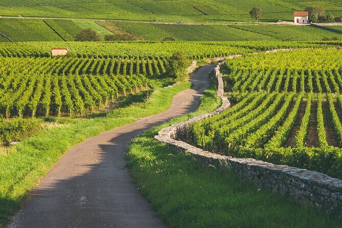 Côte de Beaune Half-Day Wine Tour from Dijon - Key Points
