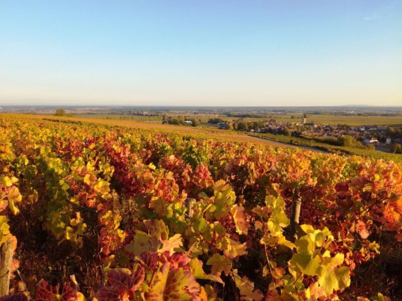 Côte de Nuits Private Local Wineries and Wine Tasting Tour - The Highlights and Drawbacks