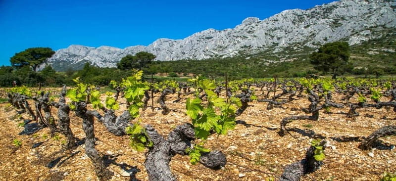 Coteaux d'Aix: Ste Victoire Wine Tour - The Realities of the Tour: Pros and Cons