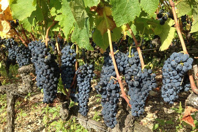 Cotes du Rhone Wine Tour (9:00 am to 5:15 pm) - Small Group Tour from Lyon - A Deeper Dive into the Tour Experience