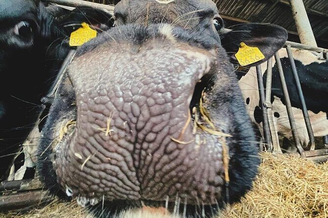 Countryside Bike Tour from Amsterdam: a Windmill and Dutch Cheese - Pricing and Value