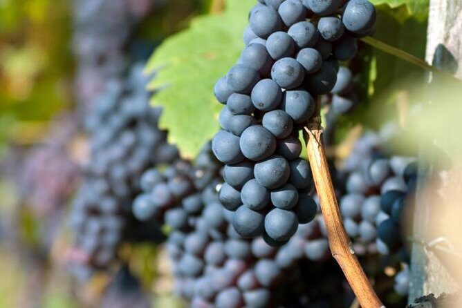 Countryside Half-day Wine Tour near Budapest with Meal and Pickup - Is This Tour Right for You?