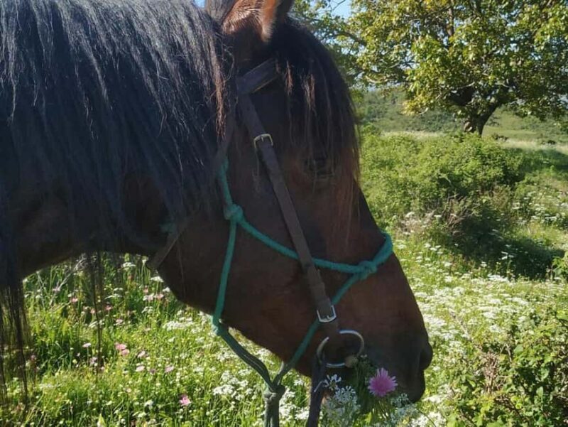 Countryside Horseback Ride in Gjinofshat - What Travelers Say