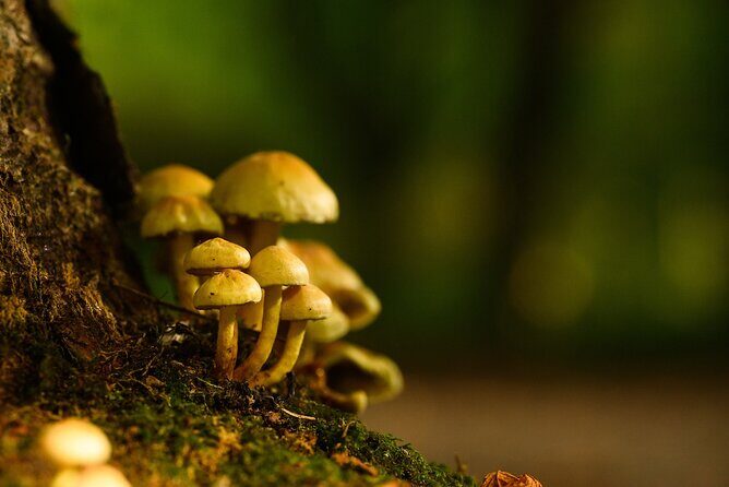 Courtown Woodland Guided Tour - Final Thoughts