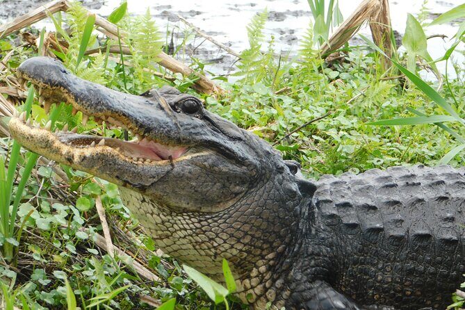 Covered Boat Swamp Tour with Transportation from New Orleans - The Practical Details