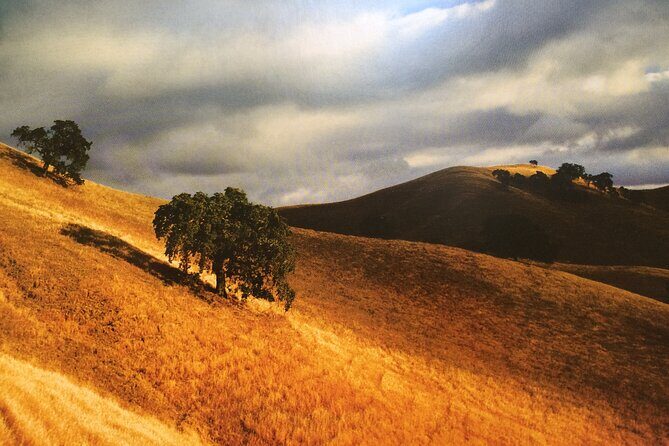 Cow Heaven: A Self-Guided Driving Tour from Point Reyes Seashore to Tomales - What the Reviews Say