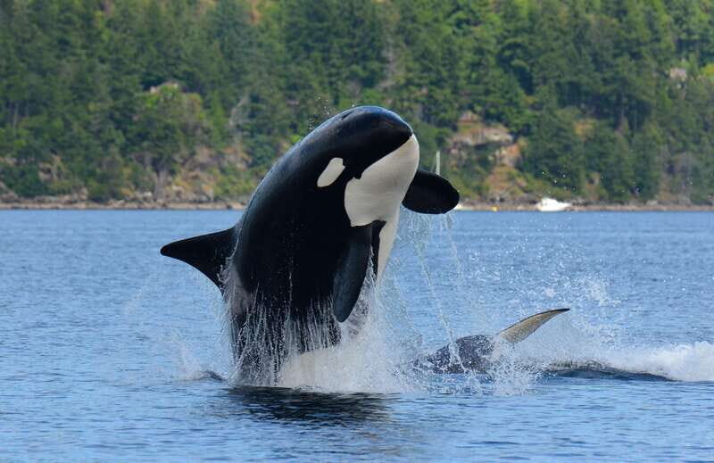 Cowichan Bay: Half-Day Whale & Wildlife Adventure - Key Points