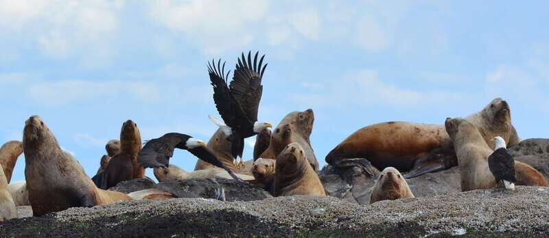 Cowichan Bay: Half-Day Whale & Wildlife Adventure - Practical Details & Tips