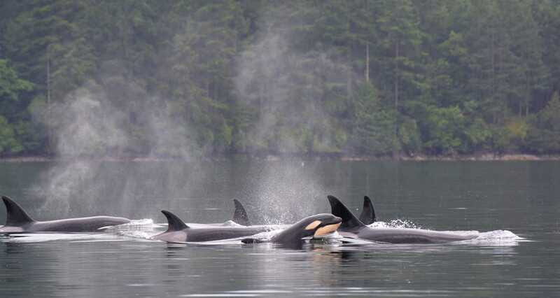 Cowichan Bay: Half-Day Whale & Wildlife Adventure - FAQ