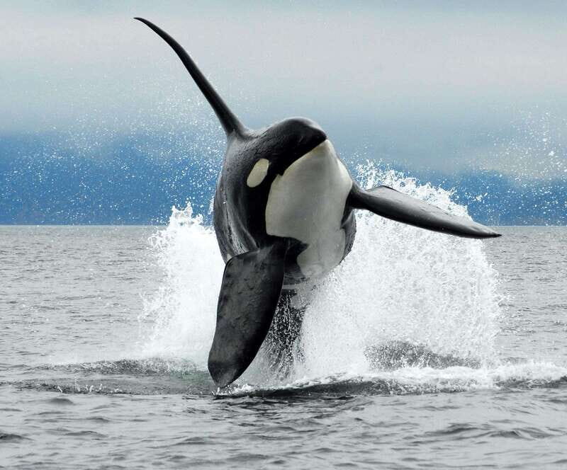 Cowichan Bay: Half-Day Whale & Wildlife Adventure - Final Thoughts