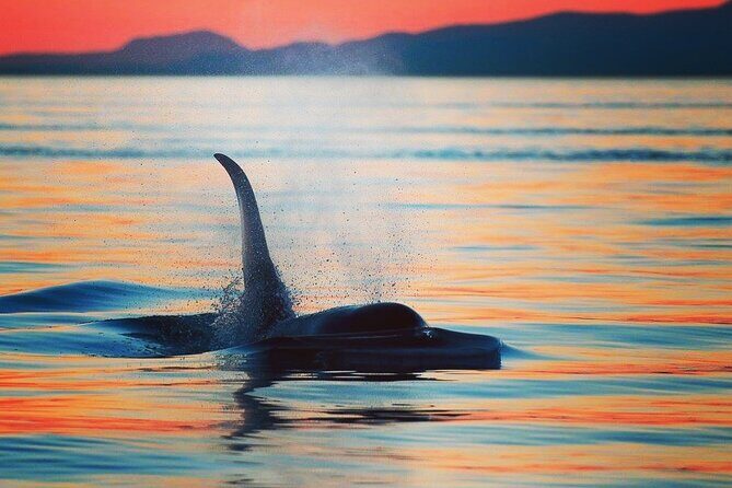 Cowichan Bay Half Day Whale & Wildlife Adventure - An In-Depth Look at the Cowichan Bay Whale & Wildlife Tour
