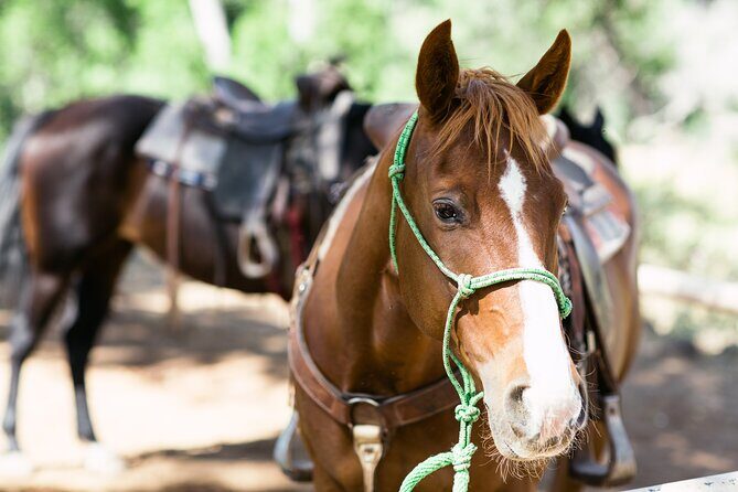 Cowpoke Ride: Adventurous horseback tour just 9 MILES from Sedona - Who Should Skip It?