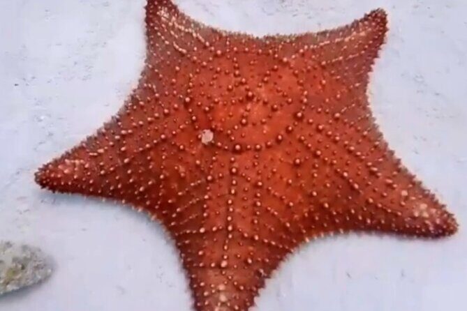 Cozumel 4 Hour Boat Sky Tour - What’s Included and What’s Not