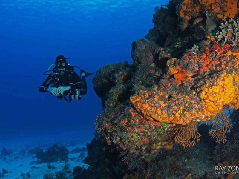 Cozumel: 6 Days Yoga, Sound Healing, and Dive Retreat - Key Points