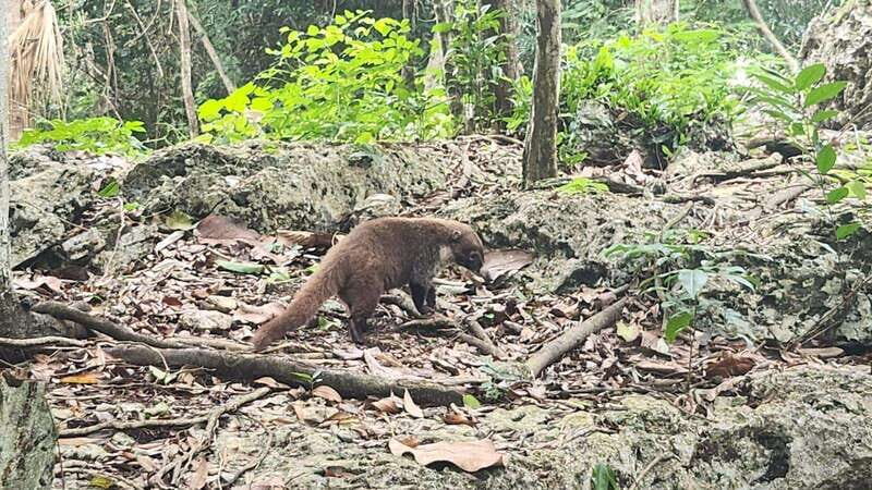 cozumel: atv off road adventure to Jade Cavern and beach - Who Will Love This Tour?
