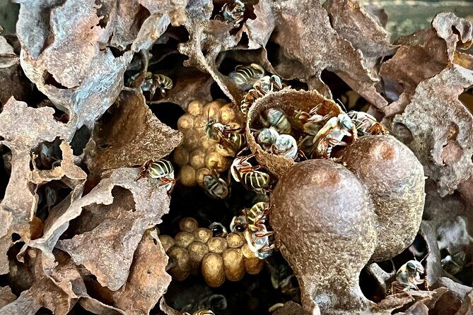 Cozumel: Bee Farm + Honey & Chocolate Tasting + Sightseeing - An In-Depth Look at the Cozumel Tour