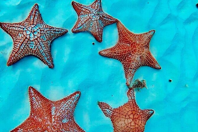 Cozumel Catamaran Fun: Snorkeling, Open Bar & Water Park - Frequently Asked Questions