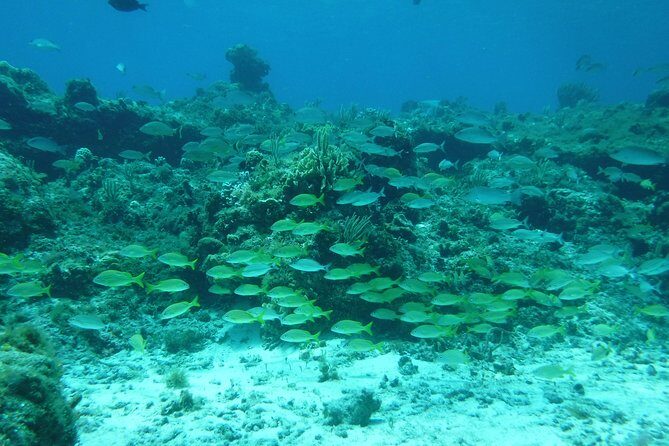 Cozumel Catamaran Snorkeling Tour & Lunch (Hotel Pick Up) - Key Points