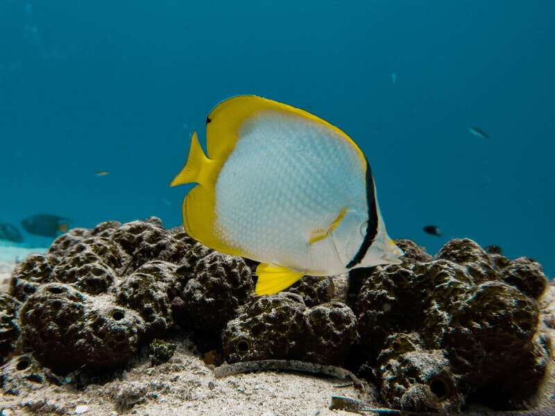 Cozumel: Chankanaab Park Admission+ Snorkel+ Welcome drink - Who Will Love This Experience?