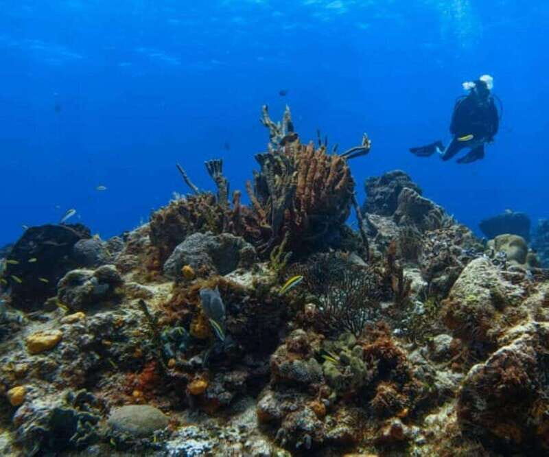 Cozumel: Discover Scuba Diving - What to Expect from This Cozumel Dive Experience