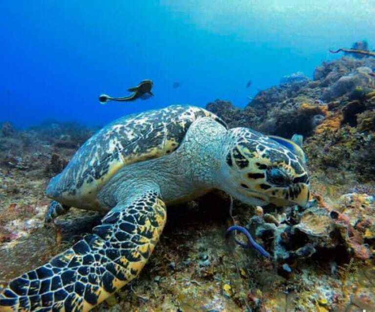 Cozumel: Discover Scuba Diving - FAQ