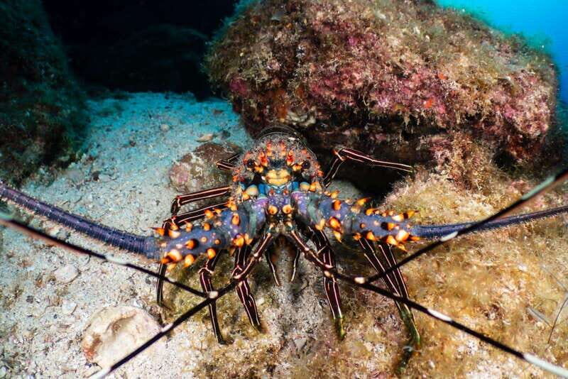 Cozumel Discover Scuba Diving from boat - Key Points