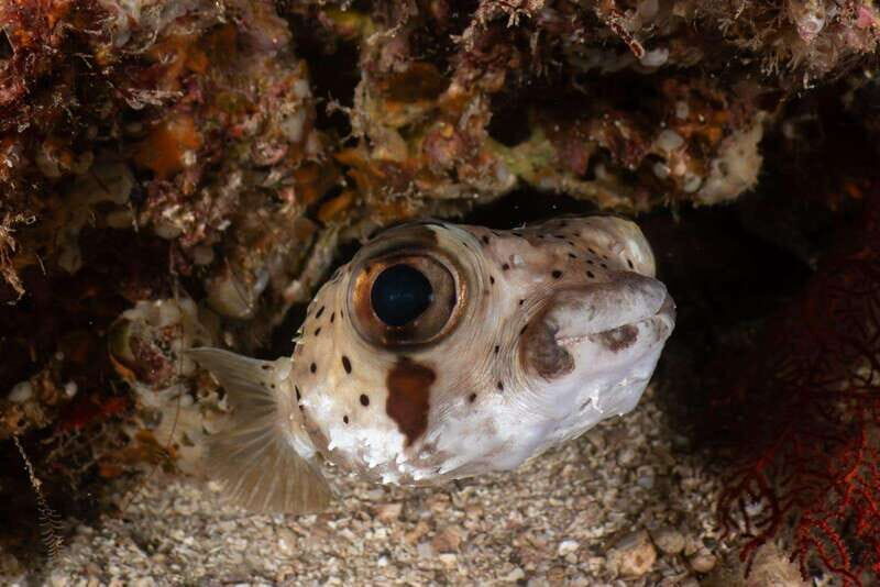 Cozumel Discover Scuba Diving from boat - Who Should Consider This Tour?