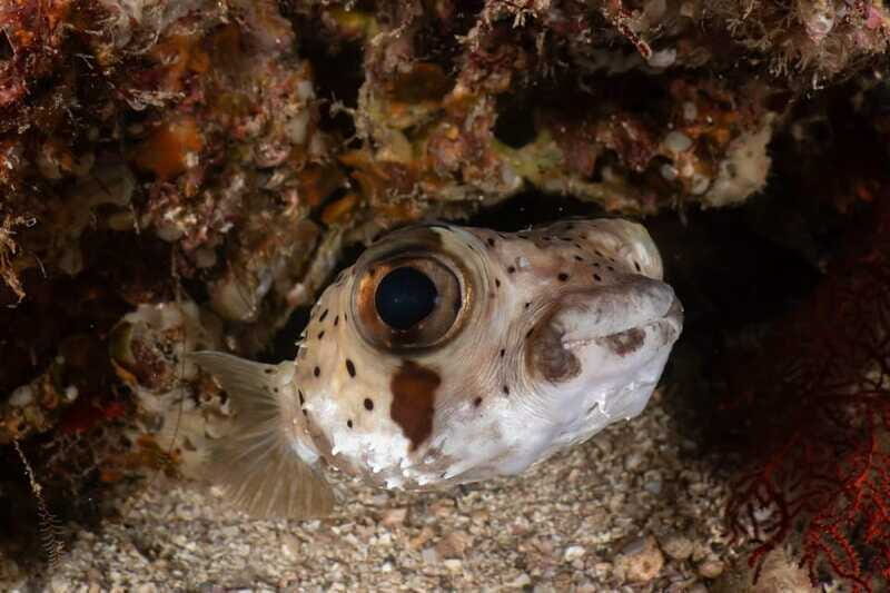 Cozumel Discover Scuba Diving from boat - FAQs