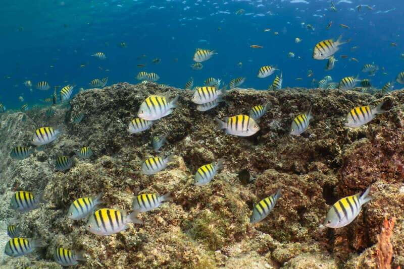 Cozumel Discover Scuba Diving from boat - Final Thoughts