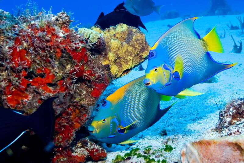 Cozumel: El Cielo & Palancar Snorkel with Open Bar & Ceviche - What’s Not Included and Important Considerations