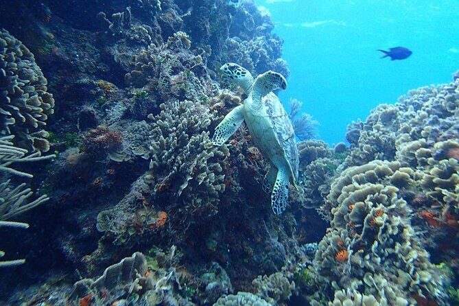 Cozumel El Cielo Tour! Palancar & Colombia Reef from Cancun - The Practical Details