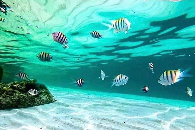 Cozumel El Cielo Tour! Palancar & Colombia Reef from Cancun - FAQs