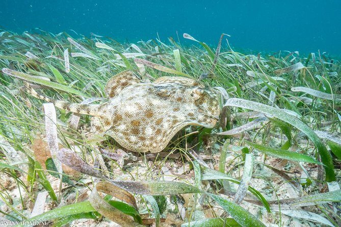 Cozumel Express 2-Tank Dives from Playa del Carmen/ Only for Certified Divers - Final Thoughts