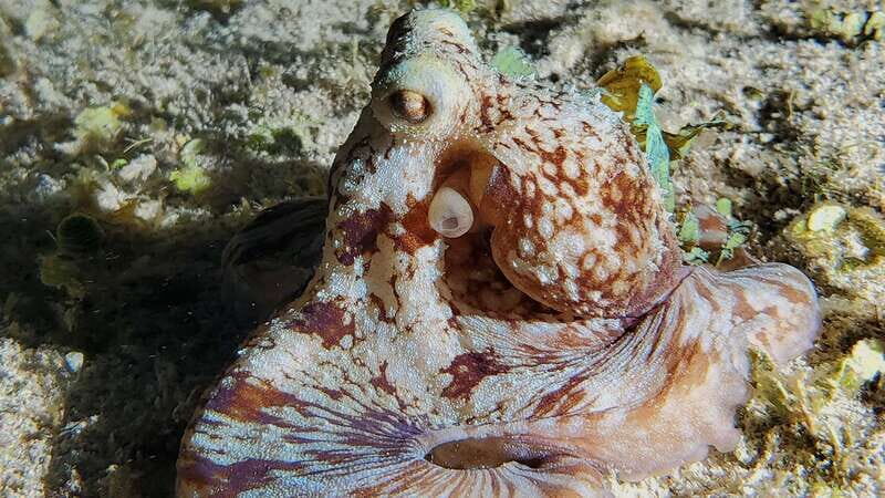 Cozumel: Night Snorkel Adventure - Key Points