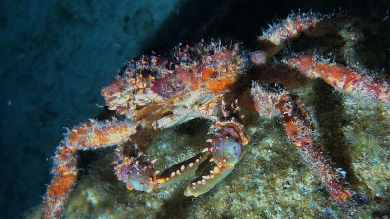 Cozumel: Night Snorkel Adventure - The Snorkeling Itself: What to Expect