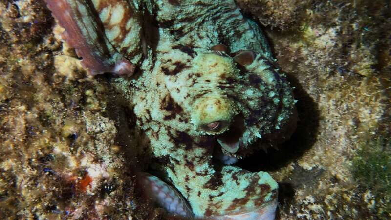 Cozumel: Night Snorkel Adventure - Final Thoughts: Who Will Love This Tour?