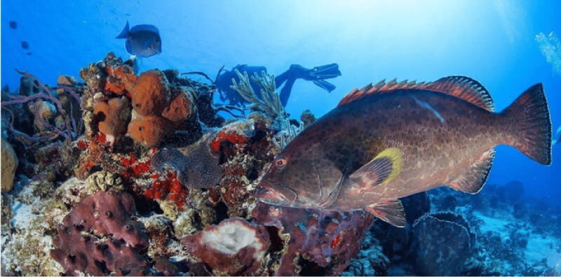 Cozumel: Ocean Dive - What About the Costs and Extras?