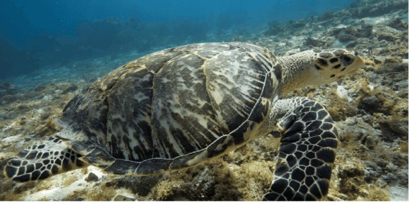 Cozumel: Ocean Dive - Who Will Love This Tour?