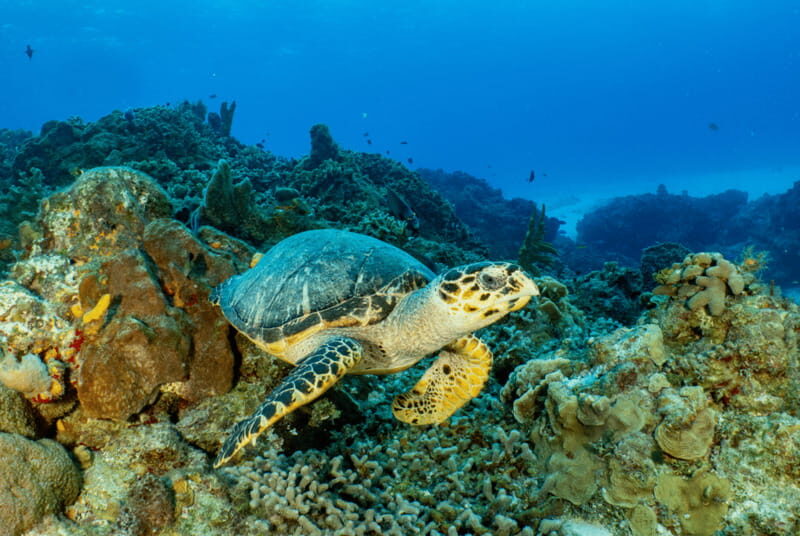 Cozumel: Open Water PADI Diver Course - What to Expect from the Cozumel Open Water PADI Course